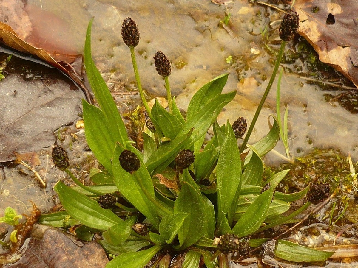 Plantago lanceolata (Plantaginaceae)